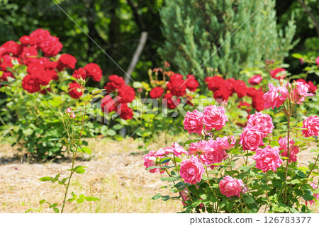 盛開的岡田玫瑰園 126783377