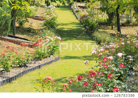 盛開的岡田玫瑰園 盛開的岡田玫瑰園 126783386