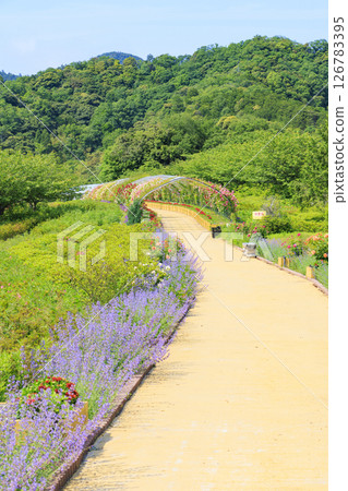 Okada Rose Garden in Full Bloom Okada Rose Garden in Full Bloom 126783395