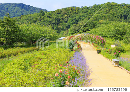 Okada Rose Garden in Full Bloom Okada Rose Garden in Full Bloom 126783396