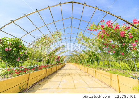 Okada Rose Garden in Full Bloom Okada Rose Garden in Full Bloom 126783401