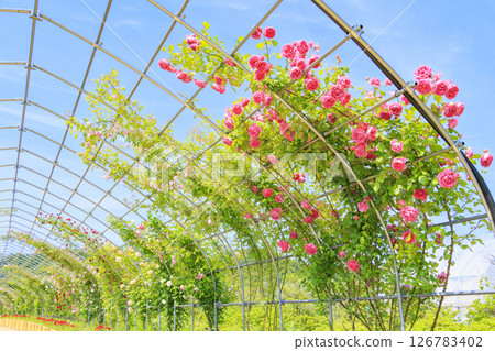 Okada Rose Garden in Full Bloom 126783402