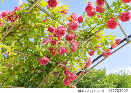 Okada Rose Garden in Full Bloom Okada Rose Garden in Full Bloom 126783405