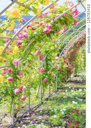 Okada Rose Garden in Full Bloom Okada Rose Garden in Full Bloom 126783418