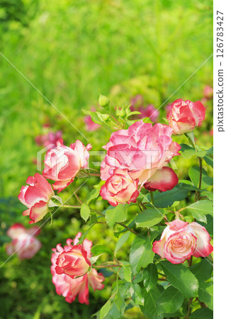 盛開的岡田玫瑰園 盛開的岡田玫瑰園 126783427