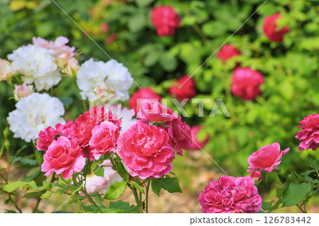 Okada Rose Garden in Full Bloom 126783442