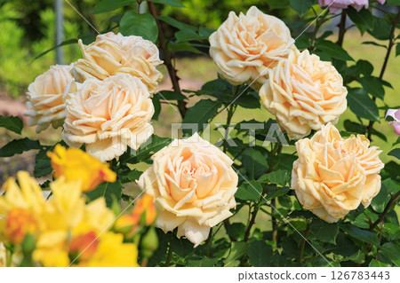 盛開的岡田玫瑰園 盛開的岡田玫瑰園 126783443