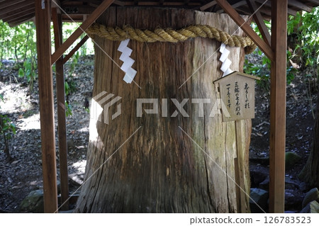 三輪神社的神樹 126783523