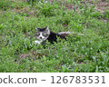 Stray cat staring at you in the grass 126783531