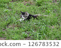 A stray cat slowly sitting down and taking a nap 126783532