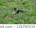 A stray cat in a vacant lot, feeling sleepy in the warm weather of spring 126783534