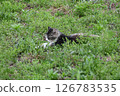 A stray cat napping in a vacant lot overgrown with weeds 126783535
