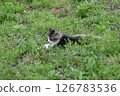 A sleepy cat in the midst of lush greenery 126783536