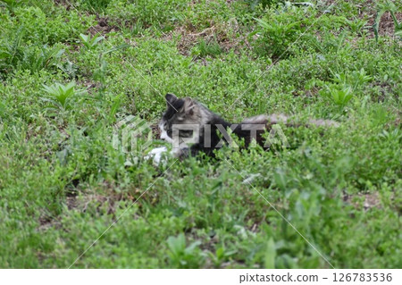 A sleepy cat in the midst of lush greenery A sleepy cat in the midst of lush greenery 126783536