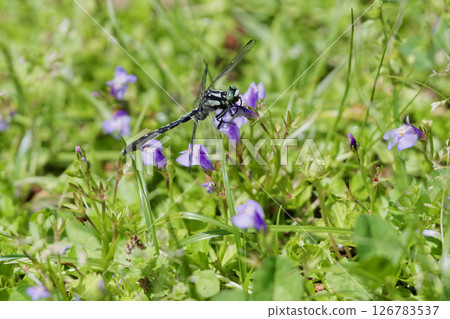 蜻蜓科的一隻雄性蜻蜓（Tabesanae）正停在紫色苔蘚的花瓣上。 126783537