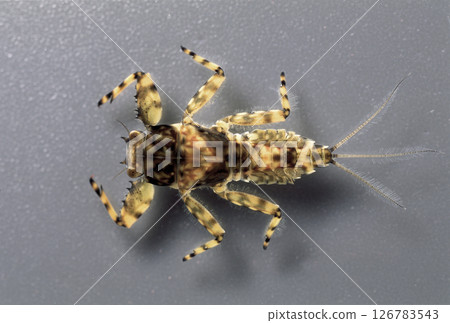 蜉蝣幼蟲 大斑蜉蝣 蜉蝣幼蟲 大斑蜉蝣 126783543