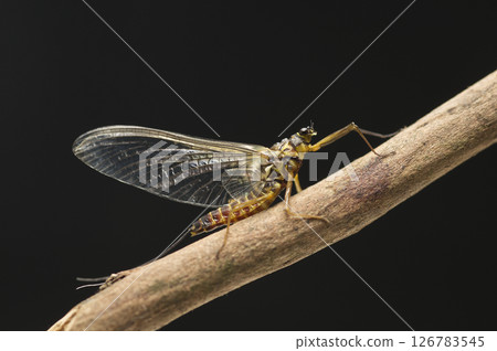 蜉蝣成年雌性，大斑蜉蝣 126783545