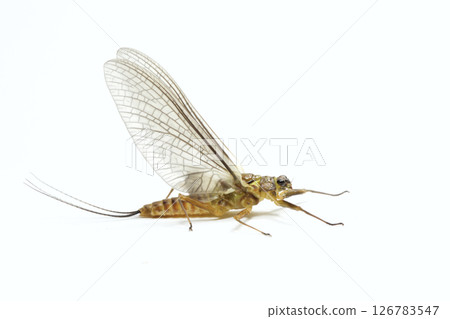 蜉蝣亞成體 大斑蜉蝣 蜉蝣亞成體 大斑蜉蝣 126783547