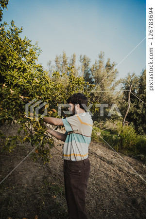 Man Farmer Begins To Harvest Lemons From The Tree Man Farmer Begins To Harvest Lemons From The Tree 126783694