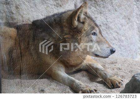 A landscape with a Timber Wolf sitting quietly 126783723