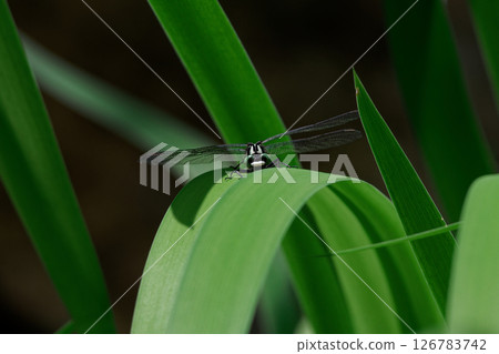 A male of the family Acanthurus tschonoskii, resting on the leaves of the monocotyledonous Calamus. 126783742