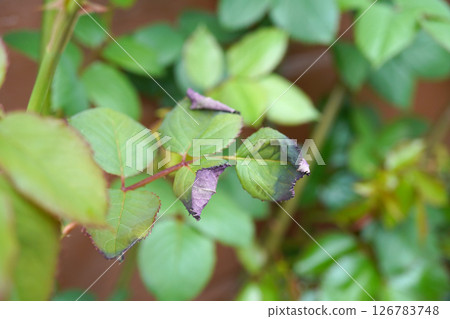 玫瑰葉子被化學物質損傷 01 126783748