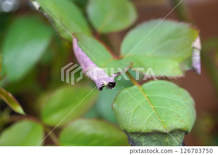 Rose leaves damaged by chemicals 03 Rose leaves damaged by chemicals 03 126783750