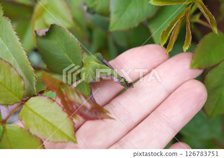 Rose leaves damaged by chemicals 04 Rose leaves damaged by chemicals 04 126783751