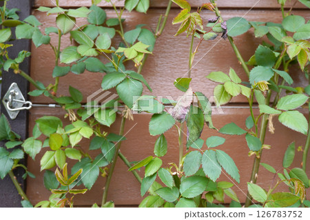 Rose leaves damaged by chemicals 05 Rose leaves damaged by chemicals 05 126783752