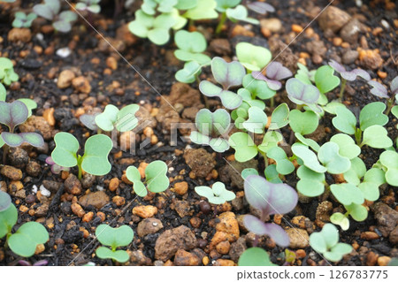 Baby leaf germination 03 126783775