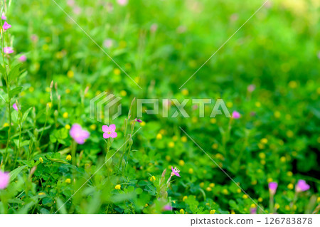 Background material of pink flowers and yellow flower fields Background Yugesho 126783878