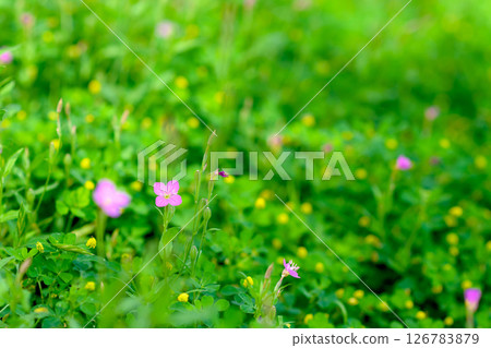 Background material of pink flowers and yellow flower field Background Yugesho Trimming up 126783879