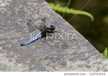 A male Shioya tombo (Odonata) perches on an artificial object near water. A male Shioya tombo (Odonata) perches on an artificial object near water. 126783916