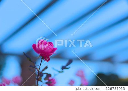 花園裡的玫瑰花被柔和的光線和藍天包圍 126783933