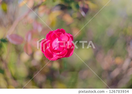 花園裡的玫瑰花被柔和的燈光包圍 126783934