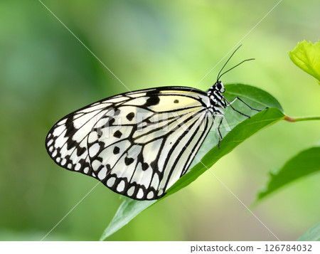 蝴蝶魚 蝴蝶魚 126784032