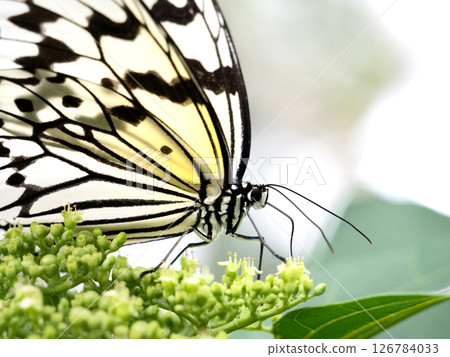 誰抽花蜂蜜 誰抽花蜂蜜 126784033