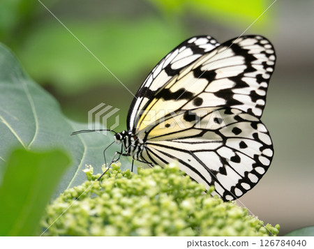 誰抽花蜂蜜 126784040