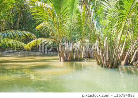 Jungle river on Palawan island, Philippines. Jungle river on Palawan island, Philippines. 126784082