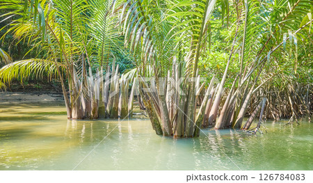 Jungle river on Palawan island, Philippines. Jungle river on Palawan island, Philippines. 126784083
