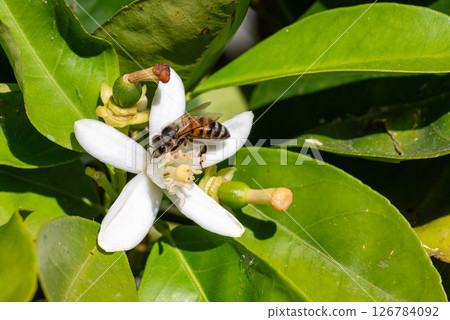 Pollinating bee among orange blossoms. Insects. Pollinating bee among orange blossoms. Insects. 126784092