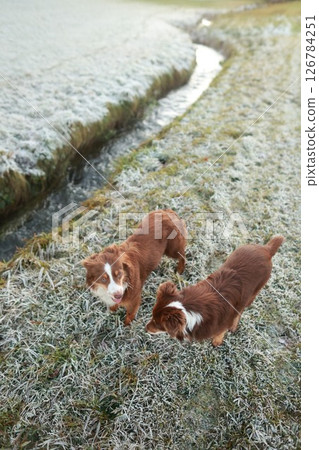 Two dogs are standing in the snow, one of which is brown and white 126784251