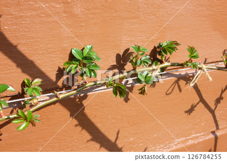 攀緣玫瑰花蕾（木屋牆）03 126784255