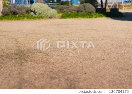 冬季公園裡的枯草 126784373