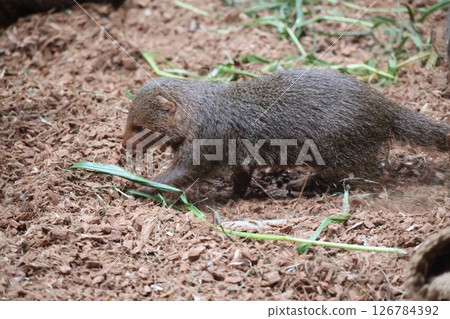 Scene of a zoo enclosure with cute pygmy mongoose babies Scene of a zoo enclosure with cute pygmy mongoose babies 126784392