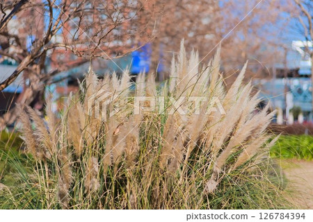 Winter-dead pampas grass growing in the city 126784394