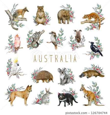 Australia animal and bird with floral decor illustration set. Hand drawn kangaroo, koala, kookaburra, platypus, wombat, sugar glider, bilby with eucalyptus decor. Australia native wildlife collection. 126784744