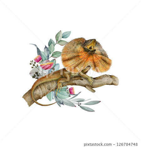 Frilled lizard on the tree branch with floral decoration watercolor illustration. Hand drawn Australia native dragon reptile with eucalyptus decor. Frilled agama sitting on tree twig white background Frilled lizard on the tree branch with floral decoration watercolor illustration. Hand drawn Australia native dragon reptile with eucalyptus decor. Frilled agama sitting on tree twig white background 126784748