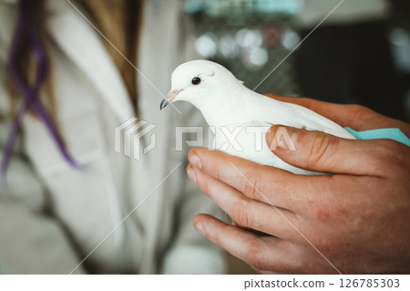 Gentle Hands Holding a Peaceful White Dove 126785303
