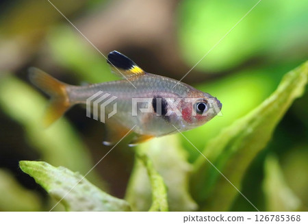 Beautiful red phantom tetra in aquarium 126785368